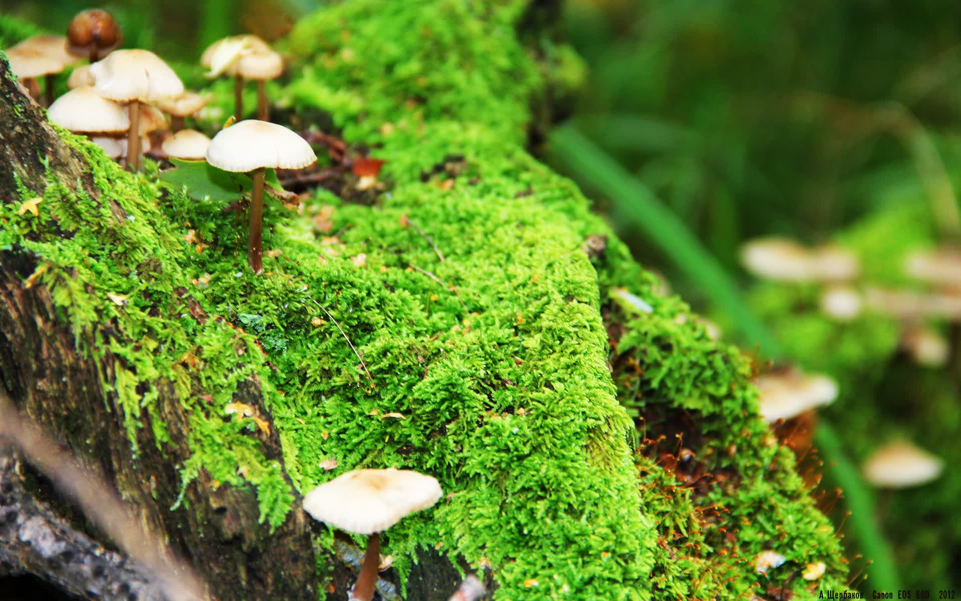 世界保龄球巡回赛城市站青少年赛事导师证书第三批颁发，保龄球世界冠军